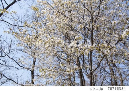 木 桜 花 76716384