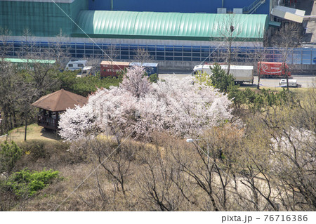 木 桜 花 76716386
