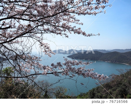 春の万葉の岬 桜の咲く岬の眺望 春の万葉の岬 桜の咲く岬の眺望 76716566
