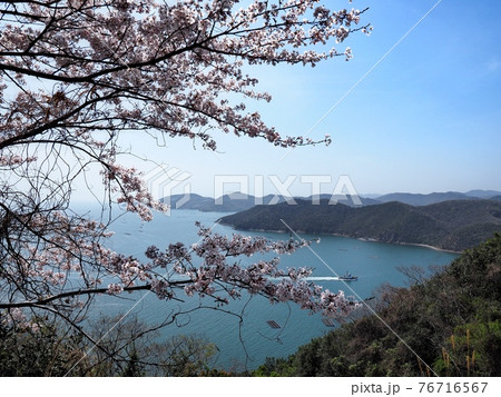 春の万葉の岬 桜の咲く岬の眺望 春の万葉の岬 桜の咲く岬の眺望 76716567
