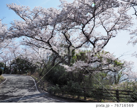 春の万葉の岬 桜の咲く岬 春の万葉の岬 桜の咲く岬 76716569