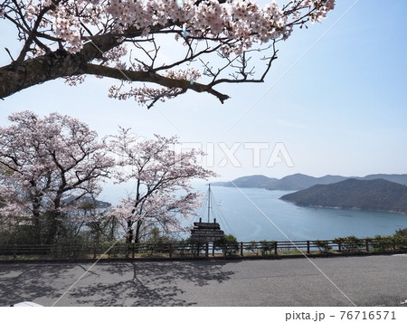 春の万葉の岬　桜の咲く岬の眺望 76716571