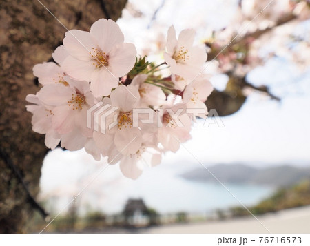春の万葉の岬 桜の咲く岬の眺望 春の万葉の岬 桜の咲く岬の眺望 76716573