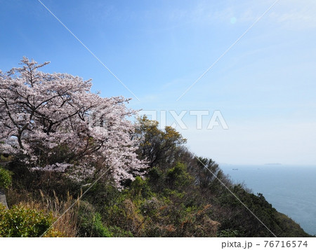 春の万葉の岬　桜の咲く岬の眺望 76716574