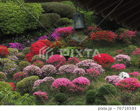 <神奈川県>仏行寺のつつじ <神奈川県>仏行寺のつつじ 76716593