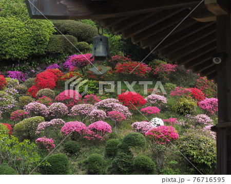<神奈川県>仏行寺のつつじ <神奈川県>仏行寺のつつじ 76716595