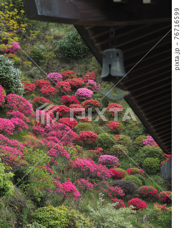 ＜神奈川県＞仏行寺のつつじ 76716599
