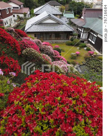 <神奈川県>仏行寺のつつじ <神奈川県>仏行寺のつつじ 76716684