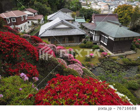 <神奈川県>仏行寺のつつじ <神奈川県>仏行寺のつつじ 76716688