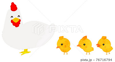 にわとりに付いてくるひよこたちのイラスト素材 [76716794] - PIXTA