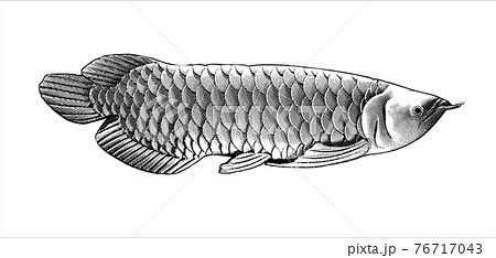 Arowana fish engraving illustration isolated on white BG 76717043