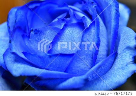 青い薔薇 76717175
