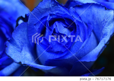 青い薔薇 76717176