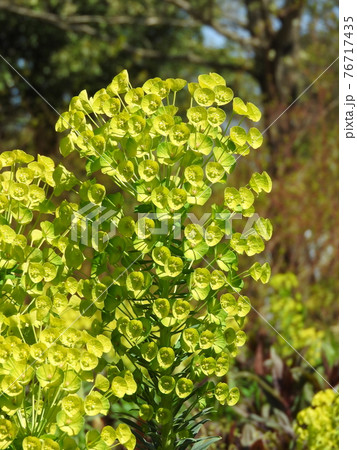 黄緑色の花:ユーフォルビア・カラシアス・ウルフェニー 黄緑色の花:ユーフォルビア・カラシアス・ウルフェニー 76717435