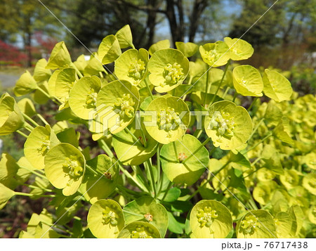 黄緑色の花：ユーフォルビア・カラシアス・ウルフェニー 76717438