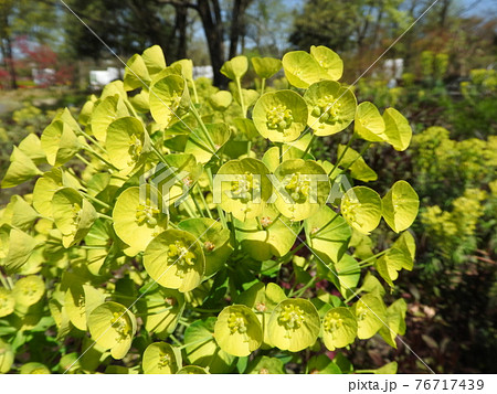 黄緑色の花:ユーフォルビア・カラシアス・ウルフェニー 黄緑色の花:ユーフォルビア・カラシアス・ウルフェニー 76717439