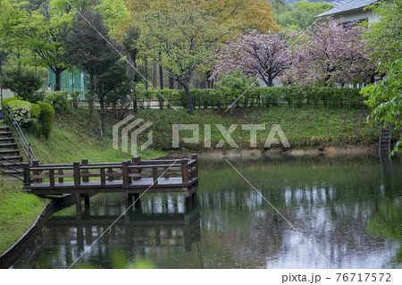 雨が降る公園の池 雨が降る公園の池 76717572