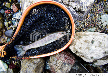 渓流ルアーフィッシングで釣れた岩魚の写真素材