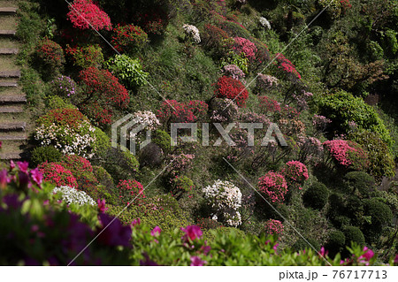 ＜神奈川県＞仏行寺のつつじ 76717713