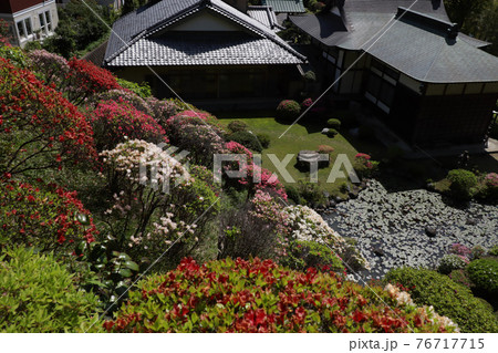 <神奈川県>仏行寺のつつじ <神奈川県>仏行寺のつつじ 76717715
