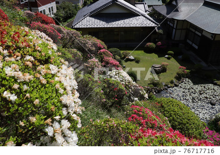 ＜神奈川県＞仏行寺のつつじ 76717716