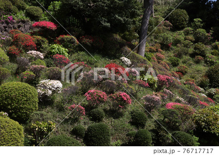 ＜神奈川県＞仏行寺のつつじ 76717717