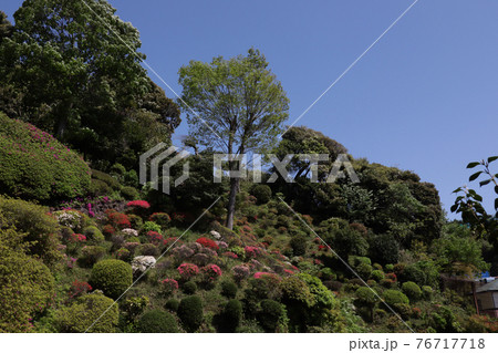 ＜神奈川県＞仏行寺のつつじ 76717718