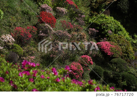 ＜神奈川県＞仏行寺のつつじ 76717720