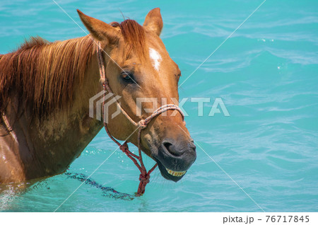 沖縄の海で泳ぐ馬 76717845