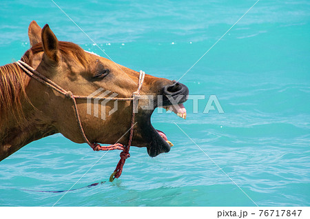 沖縄の海で泳いであくびをする馬 76717847