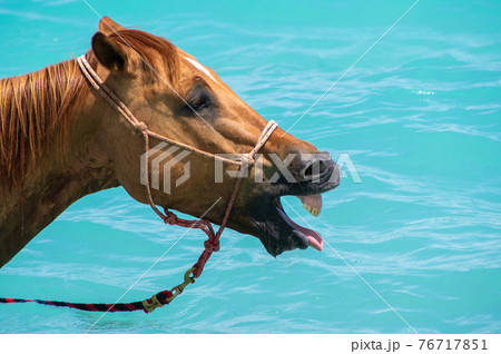 沖縄の海で泳いであくびをする馬 76717851