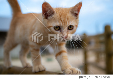 牧柵の上を歩く子猫 76717856