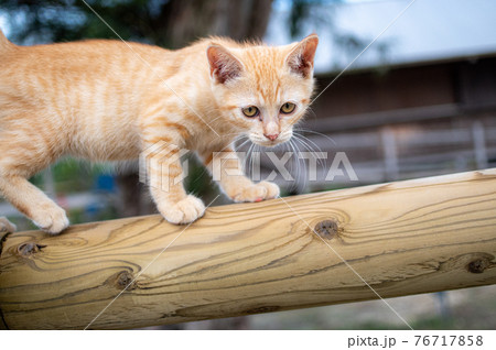 牧柵の上を歩く子猫 76717858