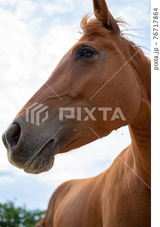馬の顔 馬の顔 76717864