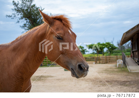 馬の顔 76717872