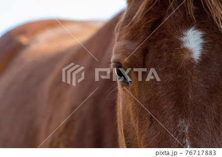 馬の顔 76717883