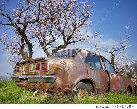 畑に捨てられた廃車とあんずの花 76717987