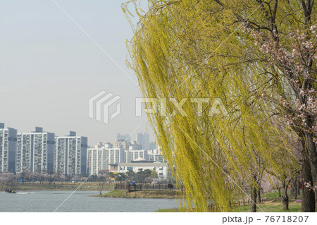 春 公園 湖 76718207