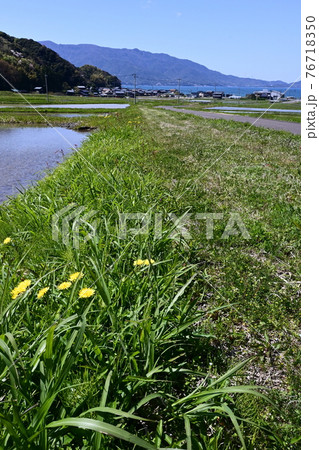 敦賀　田んぼのわきに咲く花 76718350