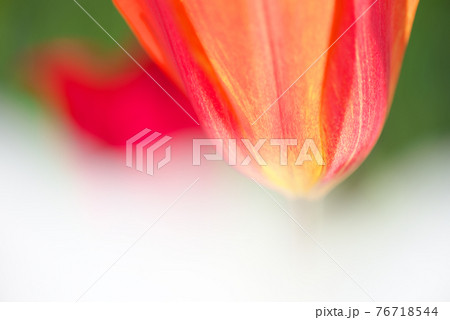 チューリップ チューリップ 76718544