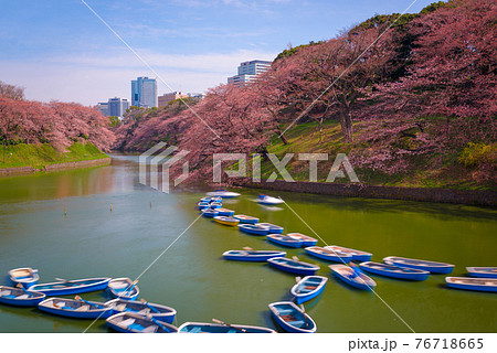 Tokyo, Japan at Chidorigafuchi Imperial Palace moat Tokyo, Japan at Chidorigafuchi Imperial Palace moat 76718665