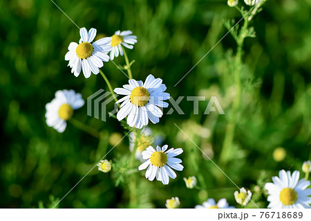 ジャーマンカモミール ジャーマンカモミール 76718689