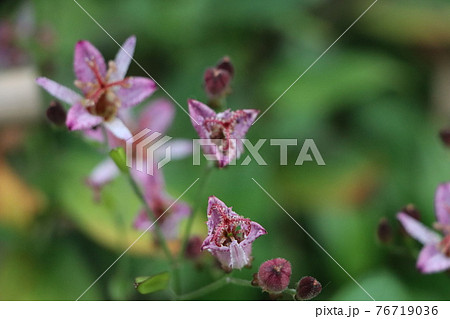 タイワンホトトギス(台湾杜鵑草)の花 タイワンホトトギス(台湾杜鵑草)の花 76719036
