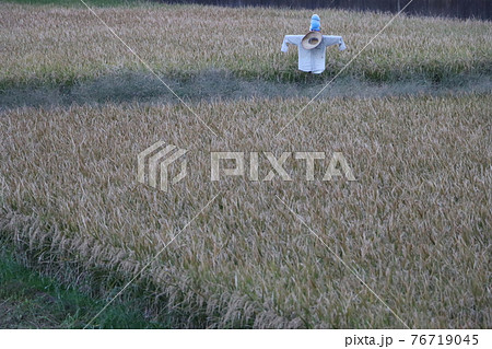 収穫前の稲作とかかし 76719045