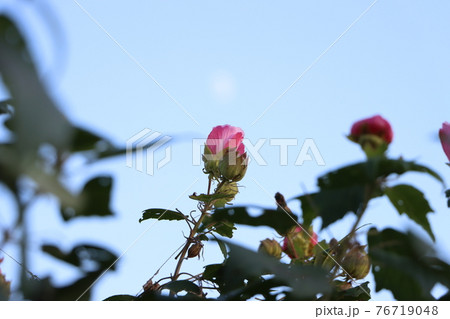 夕暮れのスイフヨウ 酔芙蓉 の花と青空の写真素材