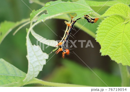 毛虫のフクラスズメの幼虫 76719054