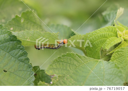 毛虫のフクラスズメの幼虫 毛虫のフクラスズメの幼虫 76719057