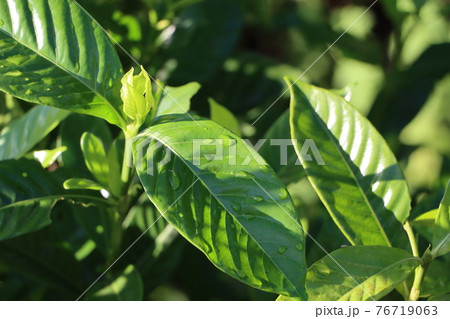 日差しをあびるレモンの葉 76719063
