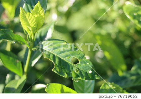日差しをあびるレモンの葉 76719065