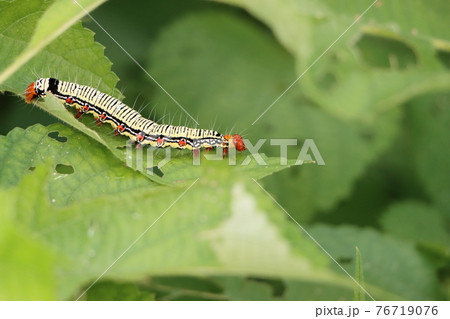 毛虫のフクラスズメの幼虫 毛虫のフクラスズメの幼虫 76719076